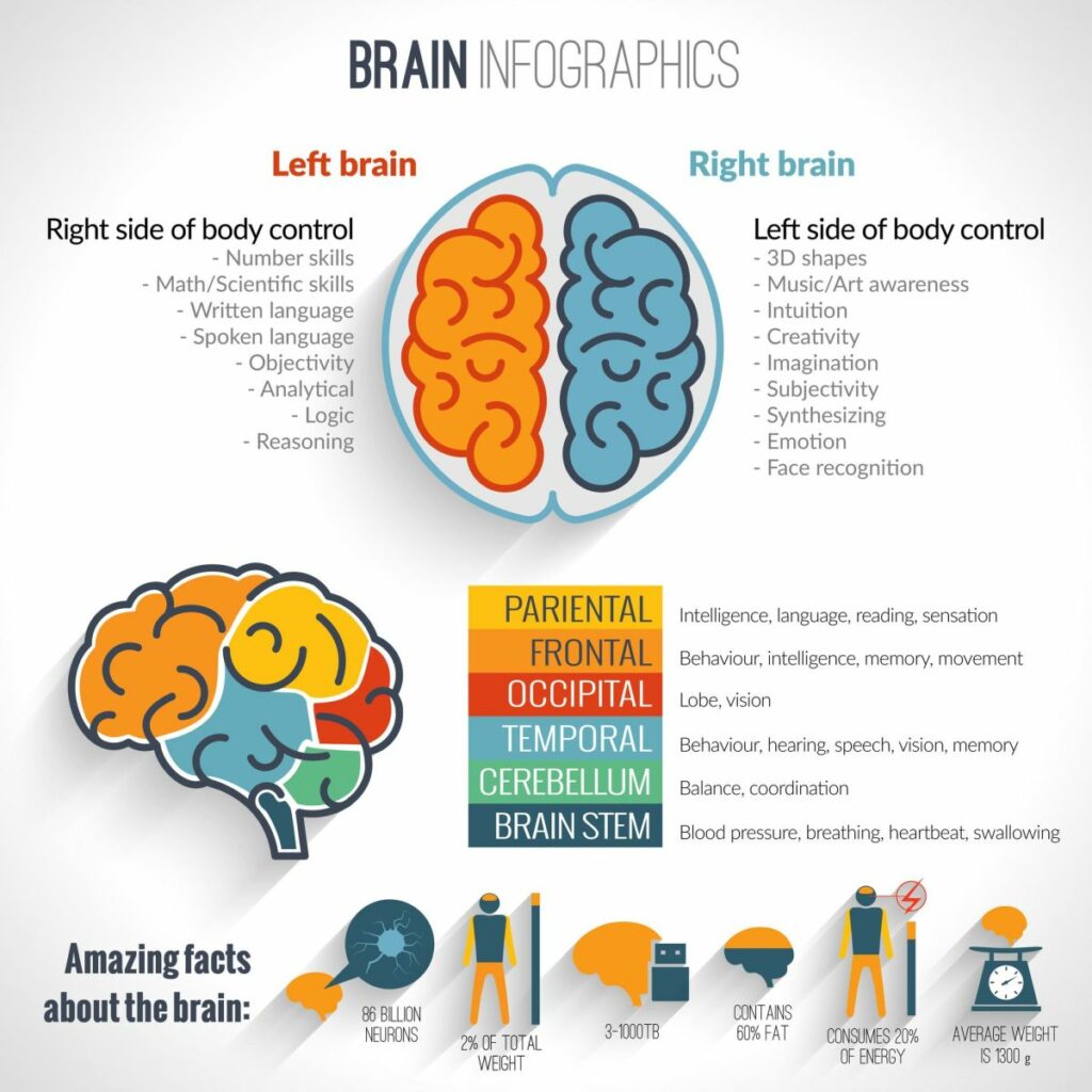 Brain Function Infographic